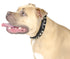 Derby Dog Designer Series USA Leather Spikes and Diamond Padded Dog Collar