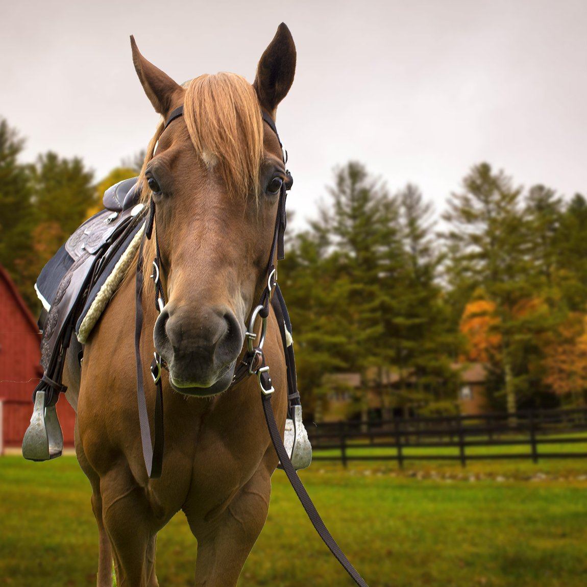 Tahoe Tack Double Layered Nylon Western Headstall with Matching Reins Lifestyle