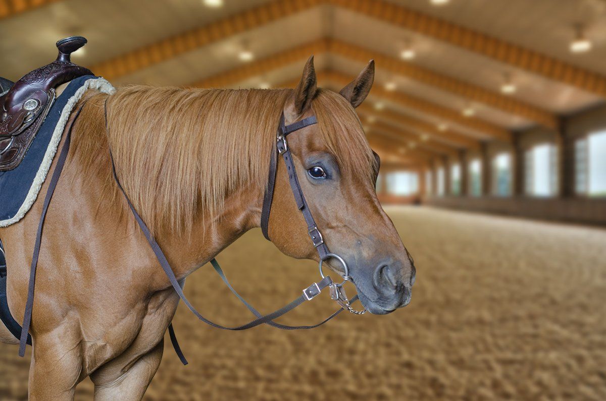 Double Layered Nylon Western Headstall with Matching Reins