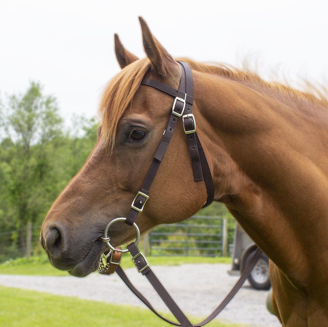 Tahoe Tack Double Layered Nylon Western Headstall with Matching Reins lifestyle