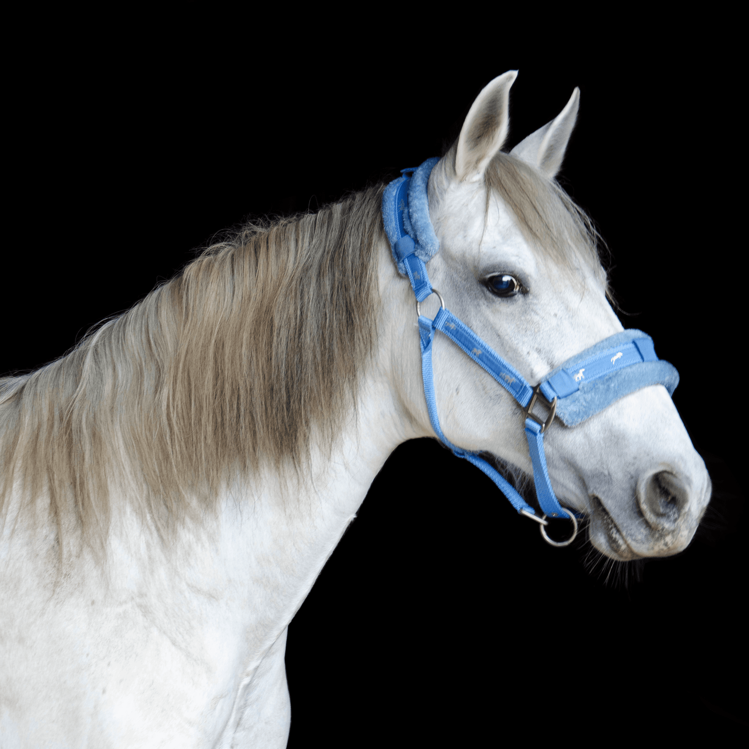 Paris Tack Fleece Padded Adjustable Nylon Horse Halters