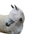 products/White_Horse_Fly_Mask_No_Ears_Main_Image_72-7107_d376f0e7-c0e1-497e-944e-0883c3177198.jpg