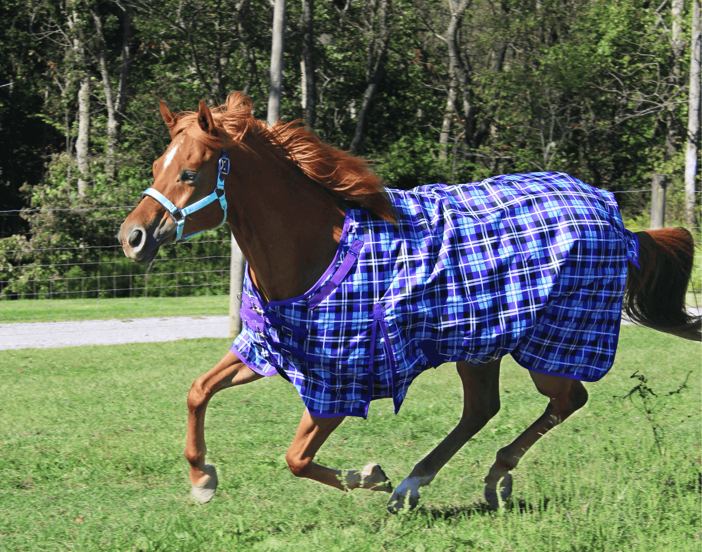 Derby Originals Arctic Purple Plaid 1200D Heavy Weight Winter Horse Turnout Blanket 300g Purple color